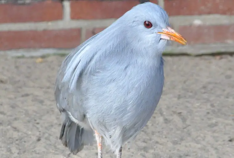 Kagu (Rhynochetos jubatus)