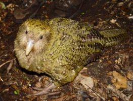 Kakapo