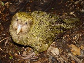 Kakapo