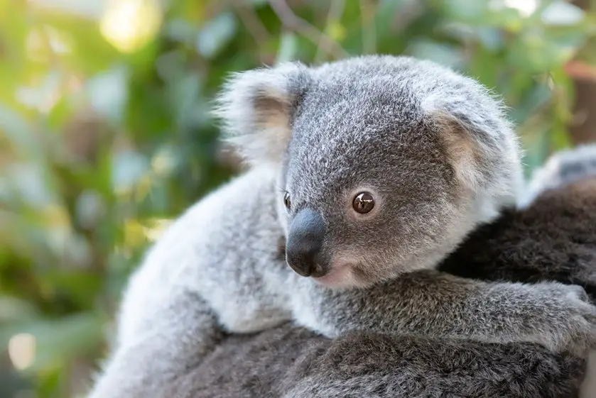 Kalani Koala Joey at Australia Zoo