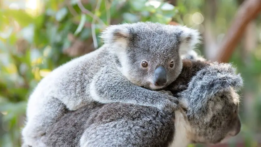 Kalani Koala Joey at Australia Zoo