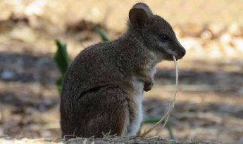 World Kangaroo Day