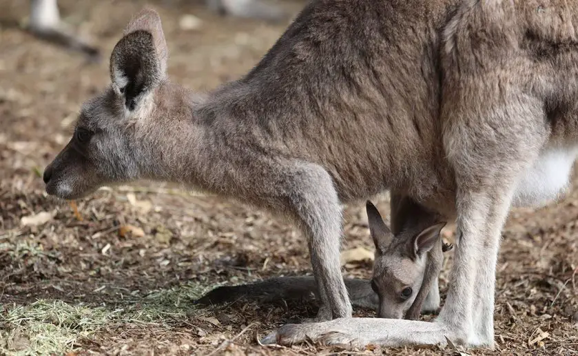 Kangaroo Joeys first Hops Australian Reptile Park