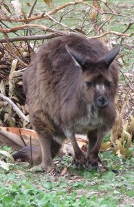 Kangaroo Island Kangaroo 3