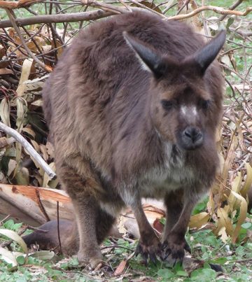 Kangaroo Island Kangaroo 3