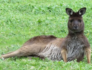 Kangaroo Island Kangaroo 3