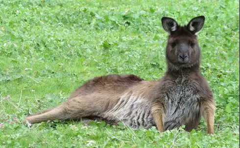 Kangaroo Island Kangaroo 3