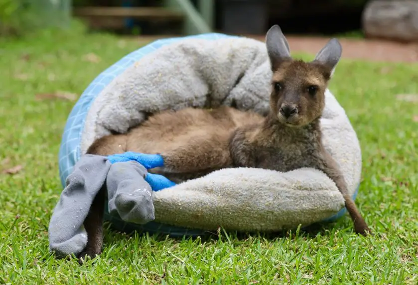 kangaroo joey ARP