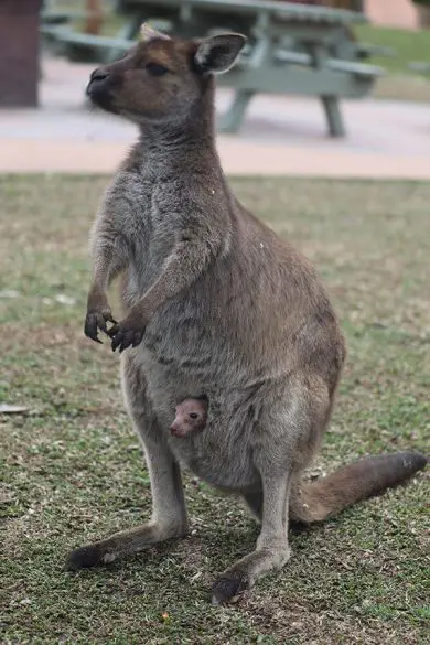 Kangaroo Joey Pouch Australian Reptile Park