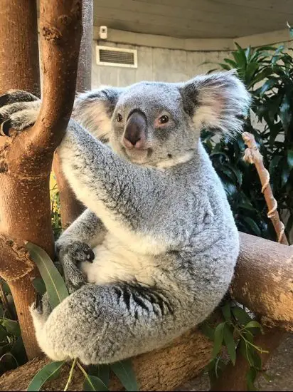 koala columbus zoo and aquarium