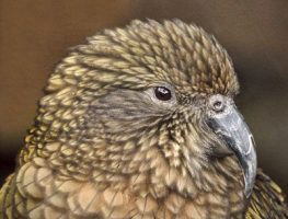 kea