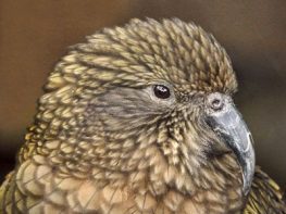 kea