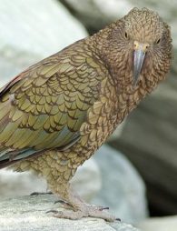 kea