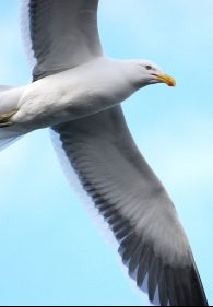 kelp gull