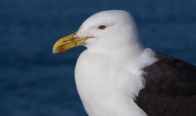 kelp gull