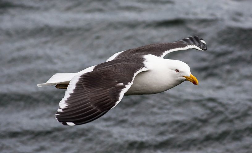 kelp gull