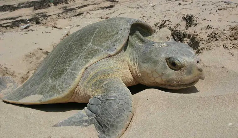Kemp's Ridley Turtle