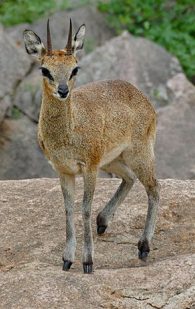Klipspringer