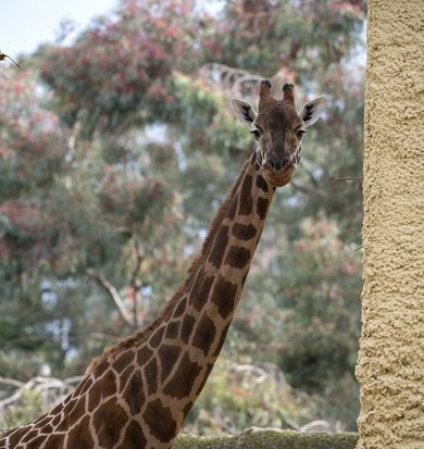 giraffe birthday Adelaide