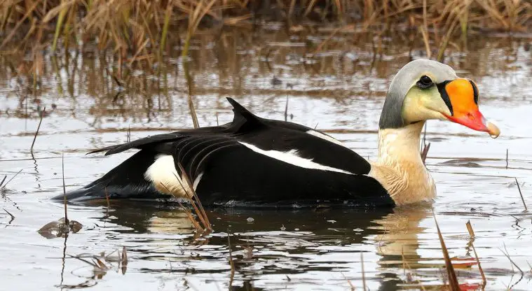King Eider (Somateria spectabilis)