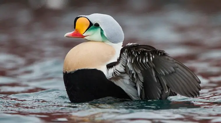 King Eider (Somateria spectabilis)