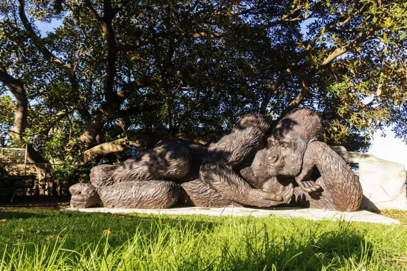 Gorilla Bronze Statue Taronga Zoo Sydney