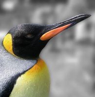 King Penguin