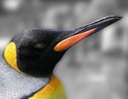 King Penguin