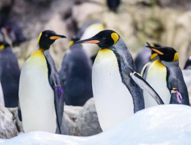 king penguin