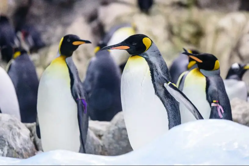 king penguin