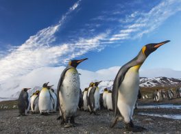 king penguin