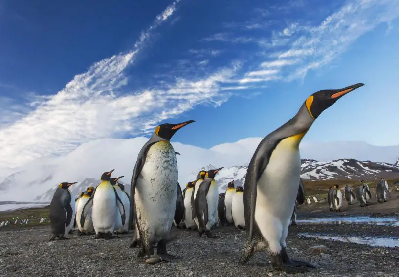 king penguin