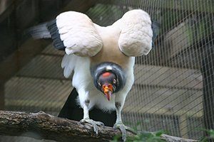 King Vulture