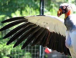 King Vulture