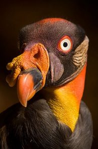 King Vulture