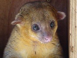 Kinkajou