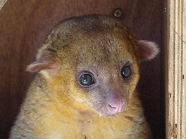 Kinkajou