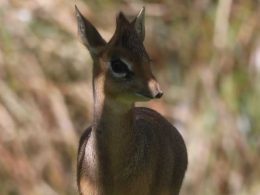 Kirk's Dik Dik Calf at RZSS Edinburgh Zoo