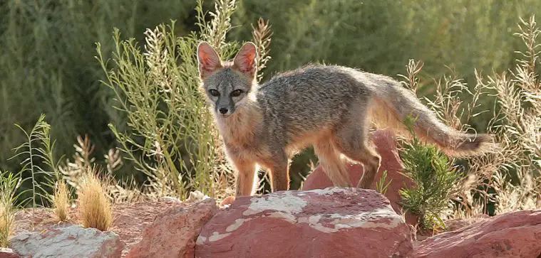 Kit Fox (Vulpes macrotis)
