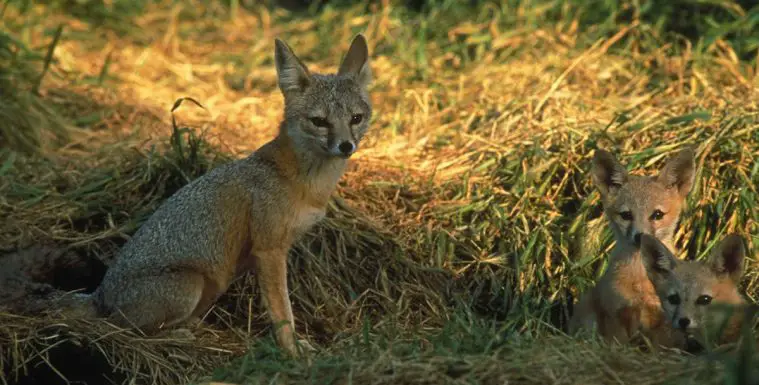 Kit Fox (Vulpes macrotis)