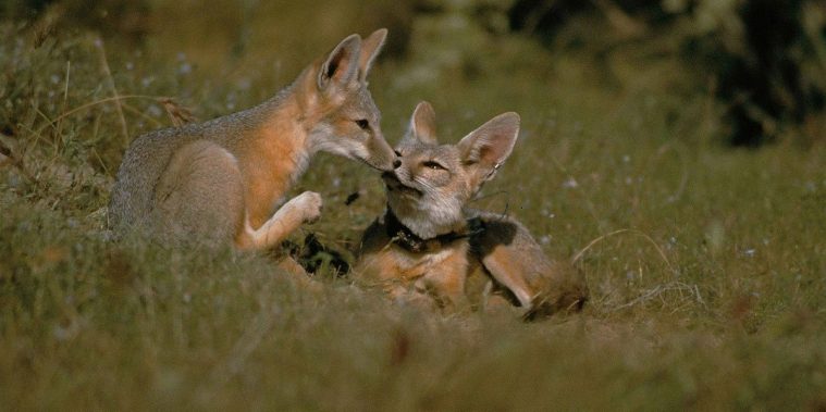 Kit Fox (Vulpes macrotis)