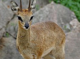Klipspringer