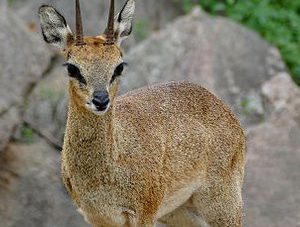 Klipspringer