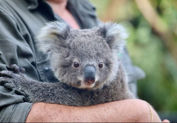 koala health check Australian Reptile Park