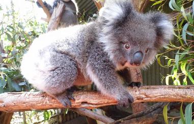Koala - The Animal Facts Koala - The Animal Facts