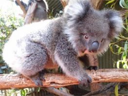 koala