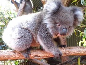 koala