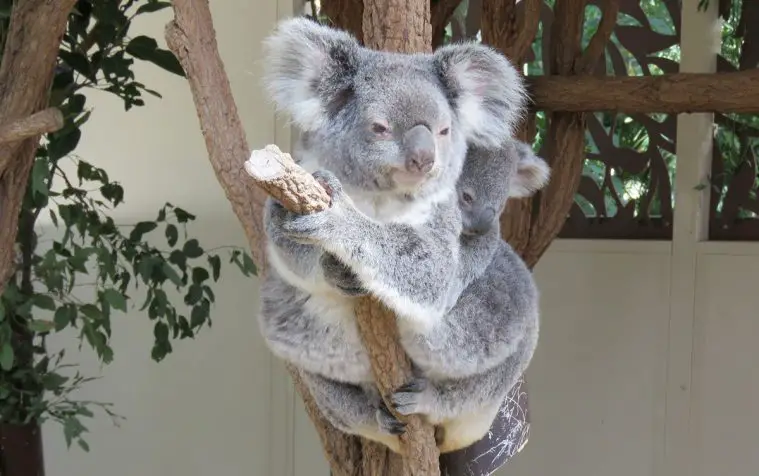 Koala (Phascolarctos cinereus)