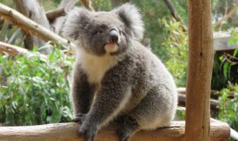 Koala (Phascolarctos cinereus)