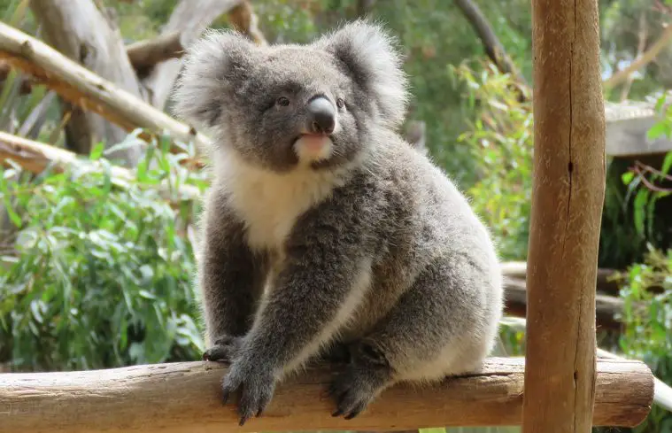Koala (Phascolarctos cinereus)